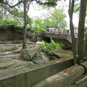 Asian Domain - Asian Small-clawed Otter and Babirusa Exhibit