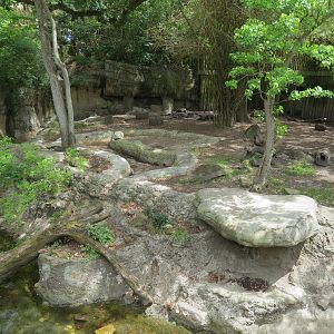 Asian Domain - Asian Small-clawed Otter and Babirusa Exhibit