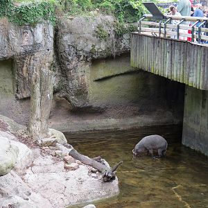 Asian Domain - Asian Small-clawed Otter and Babirusa Exhibit