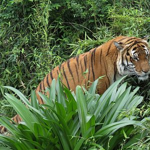 Asian Domain - Malayan Tiger Exhibit