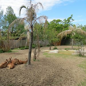 Asian Domain - Barasingha and Bar-headed Goose Exhibit