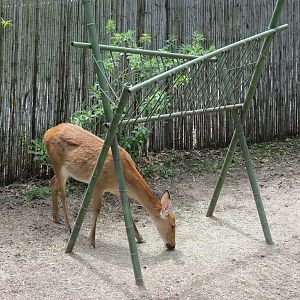 Asian Domain - Barasingha and Bar-headed Goose Exhibit