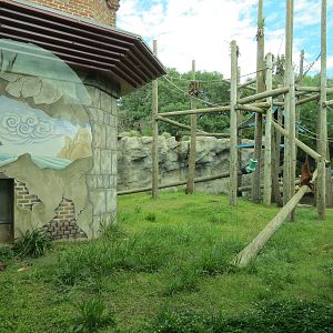 Asian Domain - Sumatran Orangutan Exhibit
