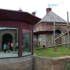 Asian Domain - Sumatran Orangutan Exhibit