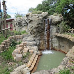 Asian Domain - Sumatran Orangutan Exhibit
