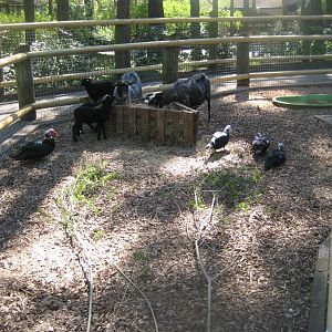 Riga Zoo - Petting zoo - Sheep/duck exhibit
