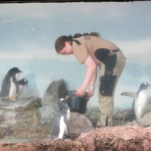 feeding the gentoo penguins