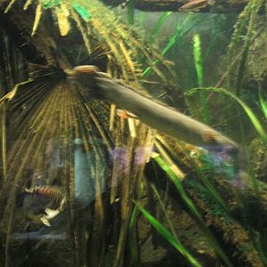 bichir
