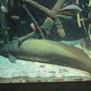 australian lungfish