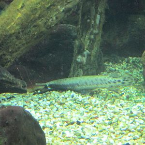 tropical gar