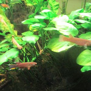 gardiner´s rivuline