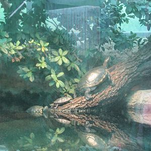 european pond turtle