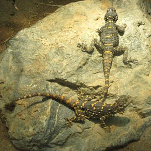 black agama