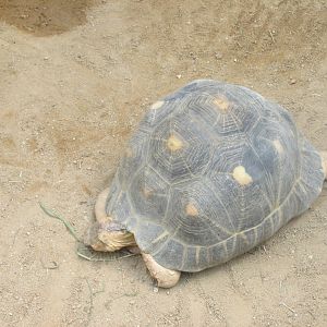 radiated tortoise