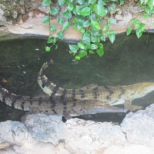 slender snouted crocodiles