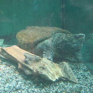 alligator snapping turtle