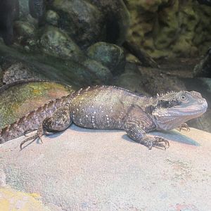 australian water dragon