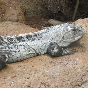 utila spinytailed iguana