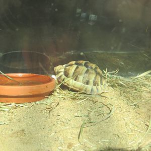 egyptian tortoise