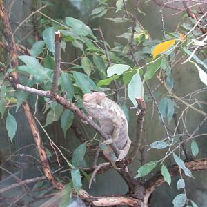 panther chamaleon
