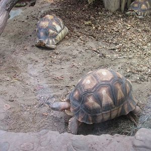 ploughshore tortoises