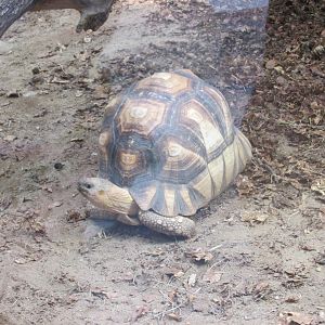 ploughshore tortoise