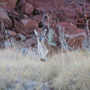 Common Wallaroo (Macropus robustus)