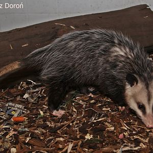 Virginia Opossum (Didelphis virginiana), May 2018