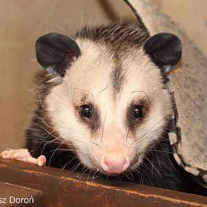 Virginia Opossum (Didelphis virginiana), May 2018