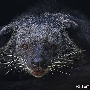 Indochinese Binturong (Arctictis binturong albifrons), May 2018
