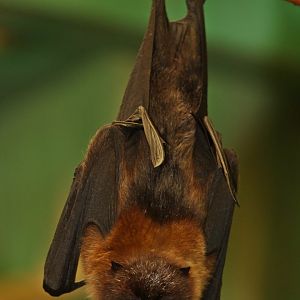 Rodrigues Flying Fox (Pteropus rodricensis), May 2018