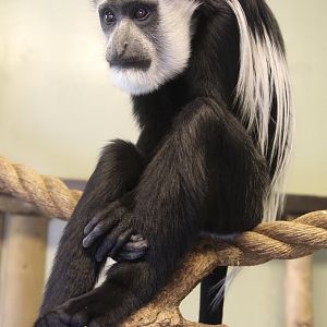 Western Guereza (Colobus guereza occidentalis), May 2018