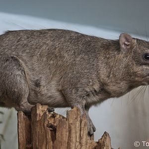 Arabian Rock Hyrax (Procavia capensis jayakari), May 2018