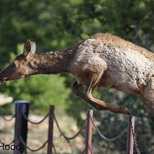 American elk jumping fence