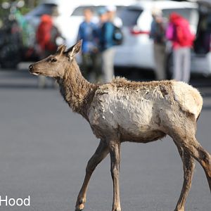 American elk and tourists