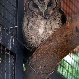 Collared scops owl