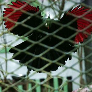 Livingstone's turaco landing