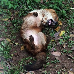 Dhole rubbing its back