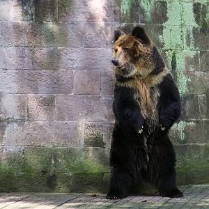 Tibetan blue bear rubbing its back against the wall