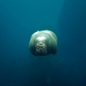 Walrus