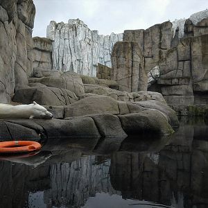 Polar Bear - Eismeer