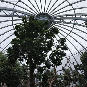 Orangutan Roof