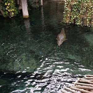 Nile Crocodile - Aquarium