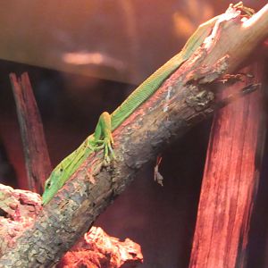 Green Tree Monitor in New Exhbit in Curious Creatures