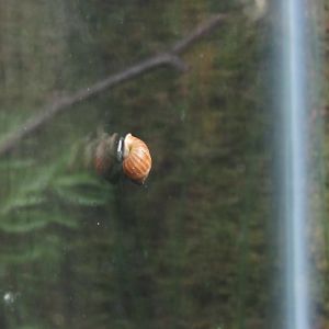 Partula Snail in New Exhbit in Curious Creatures