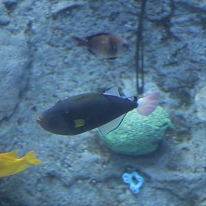 Pinktail Triggerfish