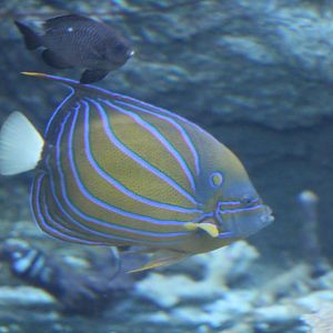 Blue-Ringed Angelfish