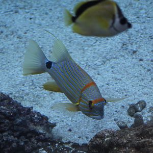 Sailfin Snapper