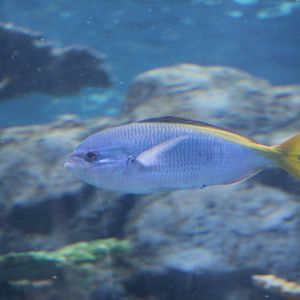 Redbelly Yellowtail Fusilier