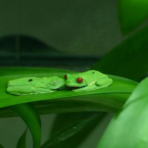 Red-eyed tree frogs, May 2018